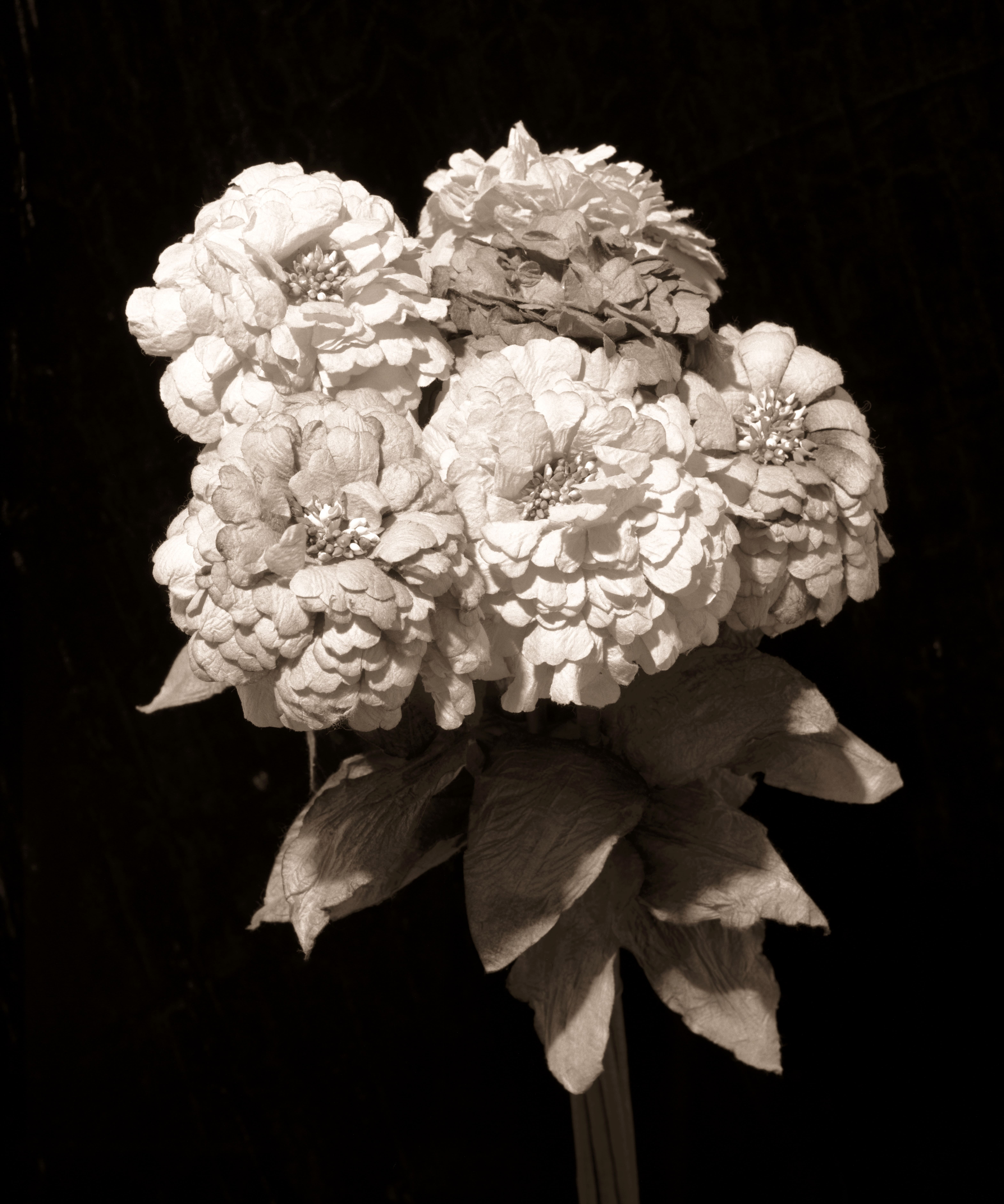 Vik Muniz - Zinnia
